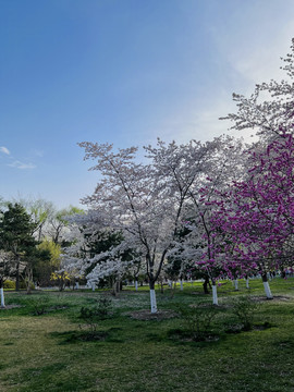 北京玉渊潭樱花