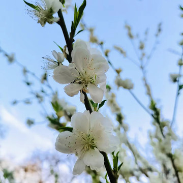 北京玉渊潭樱花