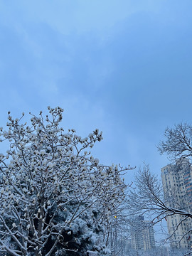 初春瑞雪