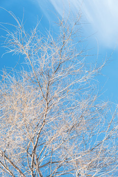 冬季天空榆树