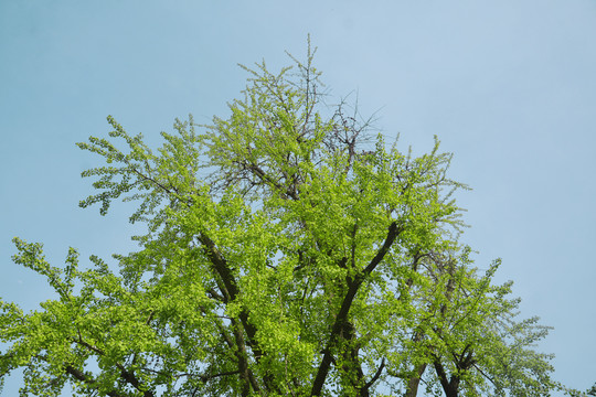 蓝天与银杏树