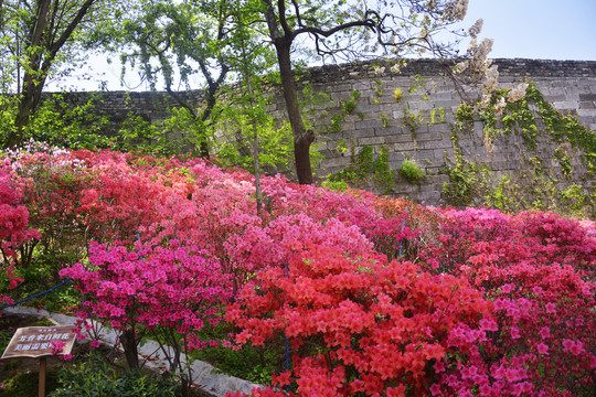 杜鹃花花田