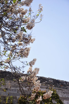 梧桐树开花