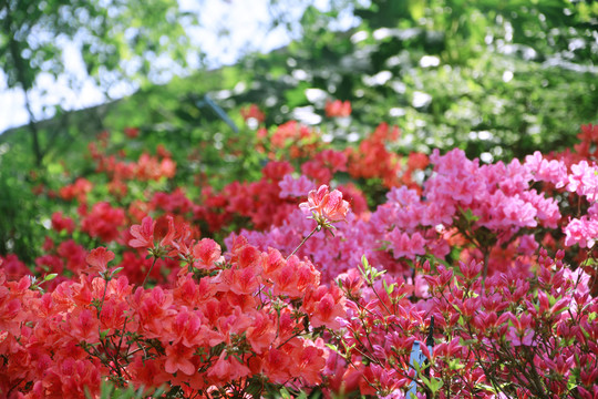 杜鹃花开