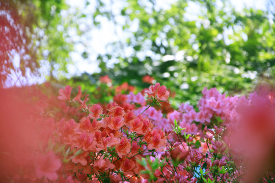 唯美杜鹃花