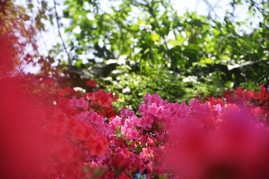 春暖花开