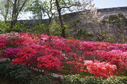 城墙下杜鹃花