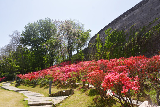 城墙下杜鹃花