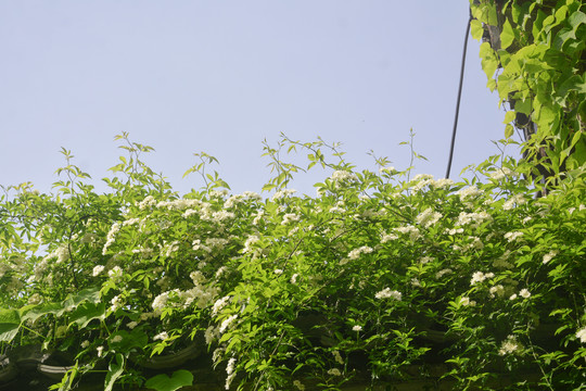 小清新木香花