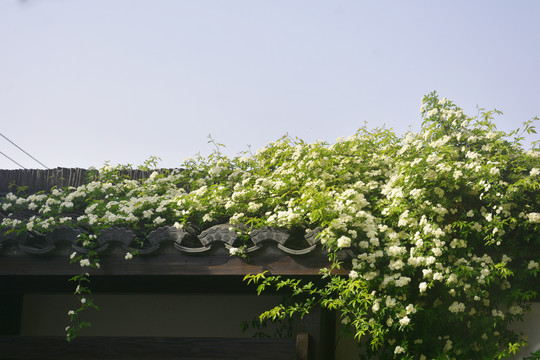 木香花开