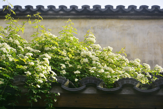 墙头木香花开