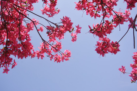 仰望杜鹃花枝