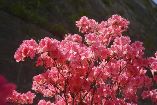 阳光杜鹃花