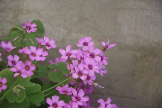 清新酢浆草花