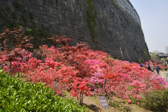 杜鹃花开