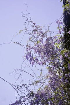 紫藤花枝