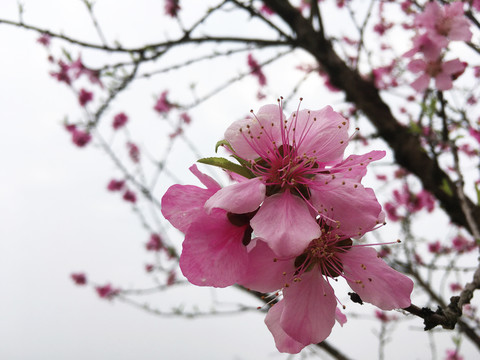 桃花开