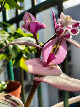 油画吊兰开花花苞花蕾