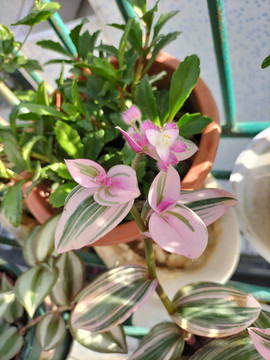 油画吊兰开花花苞花蕾