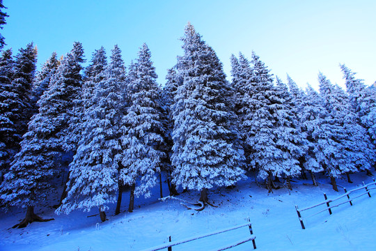 天山雪松