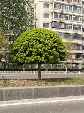 绿化带行道树