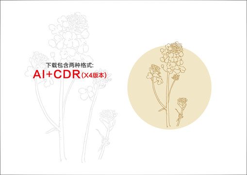 油菜花手繪油菜花插畫