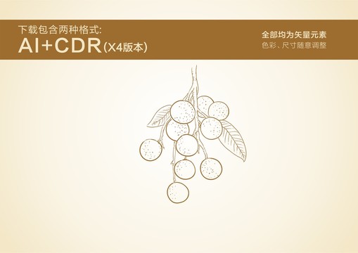 桂圓手繪桂圓插畫手繪龍眼