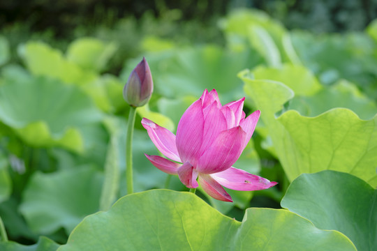 夏季荷花