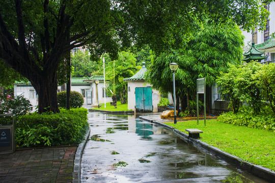 雨后森林