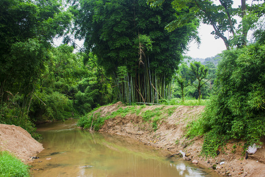 竹林竹叶