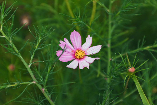 户外雏菊