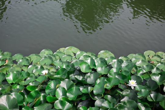 夏日荷花湖畔