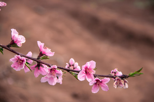 桃花花枝