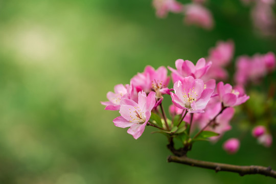 桃花花枝