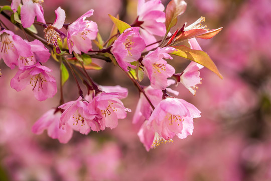 桃花花枝