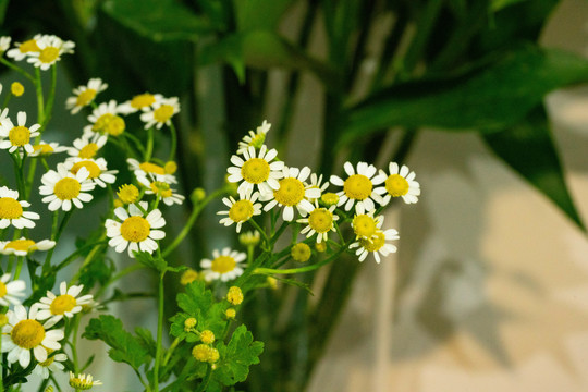 洋甘菊植物花草