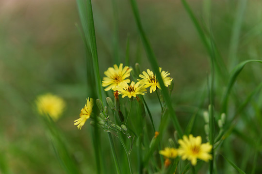 野生小菊花