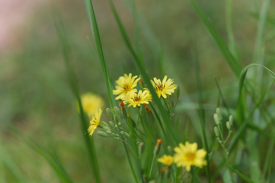 野生小菊花