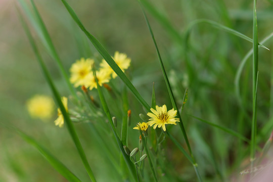 野生小菊花