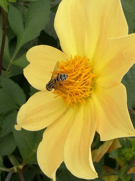 蜜蜂与鲜花