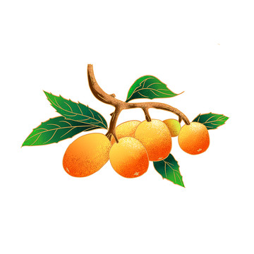 枇杷插畫