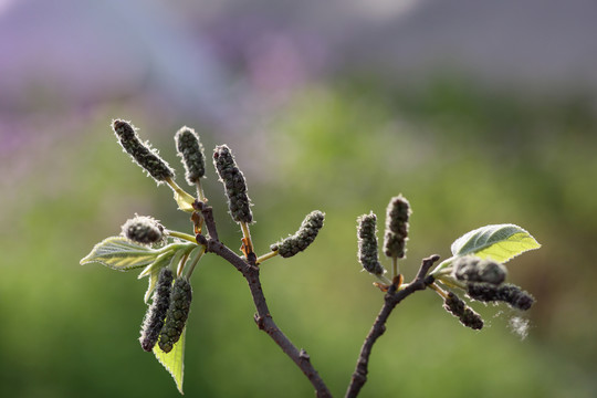 构树雄花