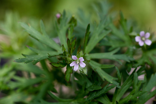 老鹳草