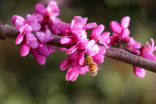 蜜蜂