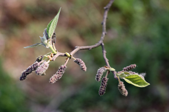 构树雄花