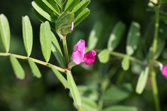 野豌豆花