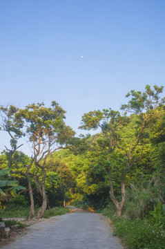 乡村小路风景