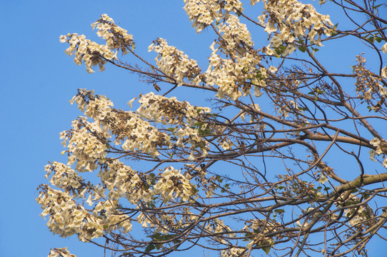 泡桐花枝头俏