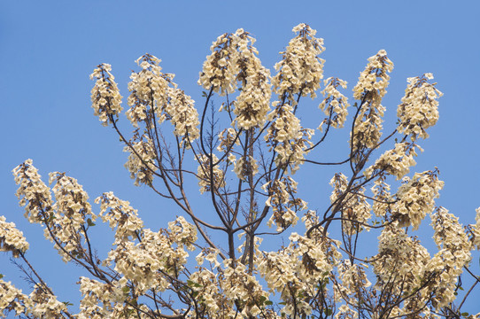 泡桐花花枝