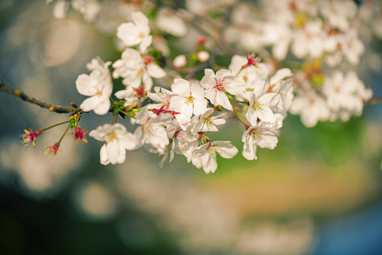 樱花